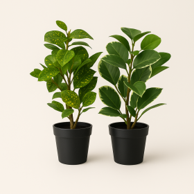 PLANTA PE PP 24X22X35 FICUS 2 MOD.