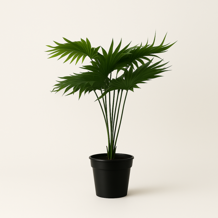PLANTA PE PP 40X40X46 VERDE - Image 1